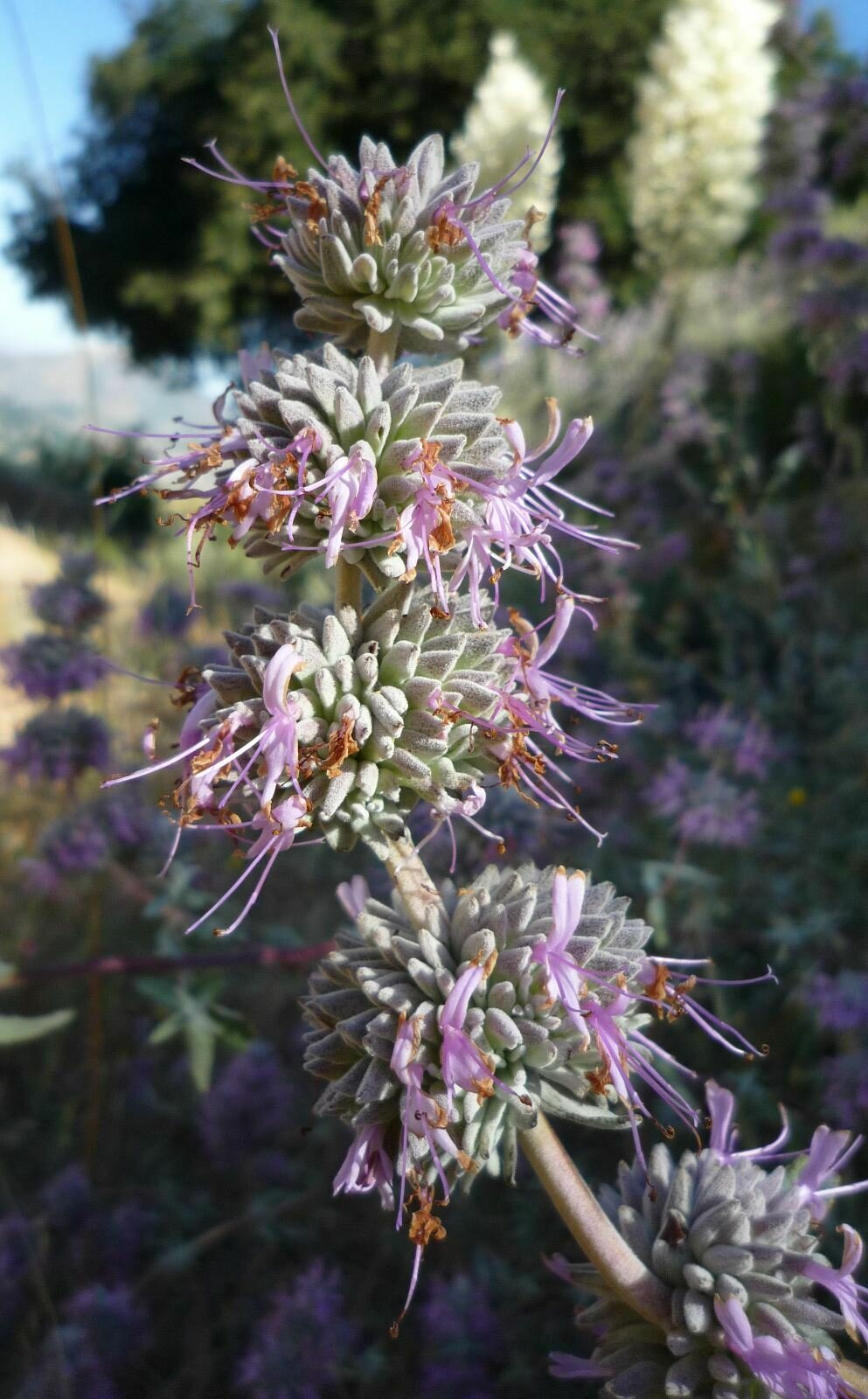 High Resolution Salvia leucophylla Flower